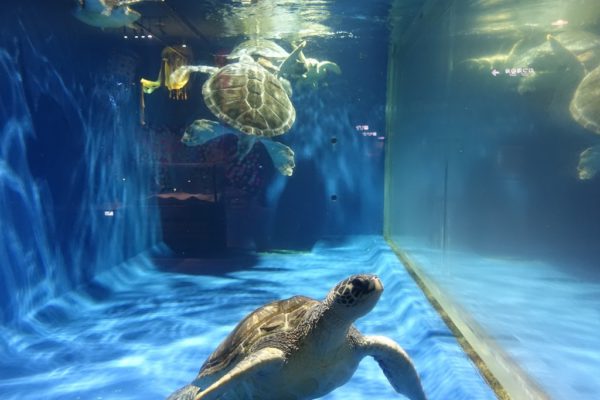 イルカたちのジャンプパフォーマンス♪【浅虫水族館】入館チケット付プラン＜朝食付＞